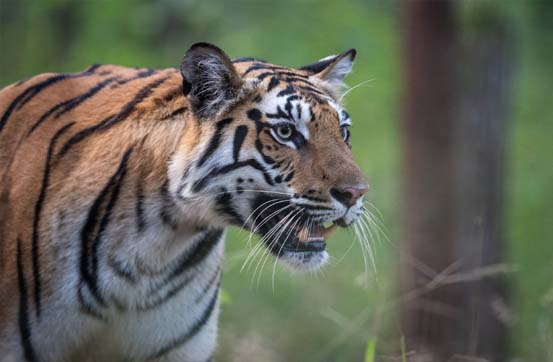 tiger